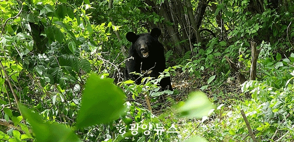 △ 지난 8일 백운산 자락에서 반달가슴곰이 발견됐다.                      사진제공=황상보 독자